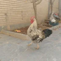 مرغ وخروس|حیوانات مزرعه|بروجن, |دیوار