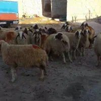 میش سنجابی|حیوانات مزرعه|اسلامآباد غرب, |دیوار