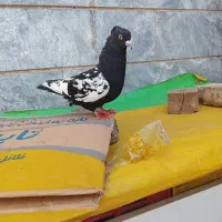 کفتر سینه سیاه