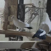 کفتر دمسیاه