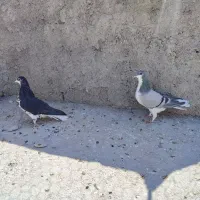 دوتا ماده شهری سیاه گلدار و بدرنگ|پرنده|شیراز, محمدیه|دیوار