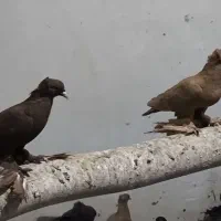 فروش کبوتر قرمز و زرد