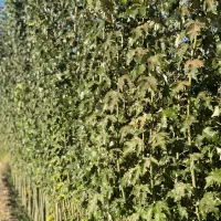 نهال با کیفیت اصلاح شده با ضمانت|خدمات باغبانی و درختکاری|اردبیل, |دیوار