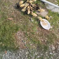 جوجه اردک محلی ۱۴روزه