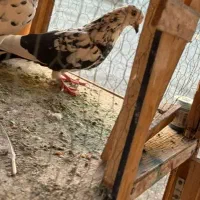 کفتر|پرنده|کهریزک, |دیوار