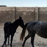 فروش خر و اسب مادیون