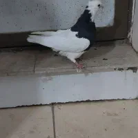 کبوتر طوقی|پرنده|شهرکرد, |دیوار