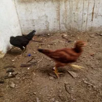 جوجه مرغ|پرنده|مشهد, ویلاشهر|دیوار