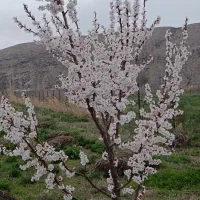 باغ-در-قزل-داغ-عجم-خیلی-نزدیک-به-جاده-اصلی