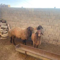 گوسفند، قوچ، دامداری|حیوانات مزرعه|دیواندره, |دیوار