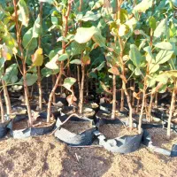 نهالستان ارقام متنوع میوه و گردو های پربار پالیز|خدمات باغبانی و درختکاری|نمین, |دیوار