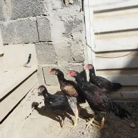 جوجه اوشامو|حیوانات مزرعه|مشهد, ویلاشهر|دیوار