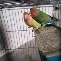 طوطی برزیلی