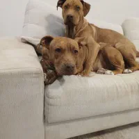 توله سگ پیت بول|سگ|پردیس, فاز ۱۱|دیوار