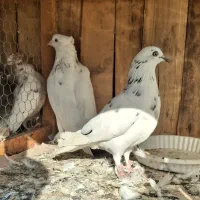 ۱۵ عدد کبوتر یکجا دونه ای ۳۵۰|پرنده|تهران, امیریه|دیوار