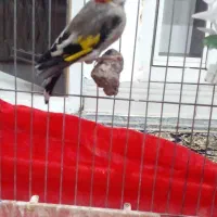 سره نر دهبکری مست|پرنده|بم, |دیوار