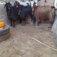 فروش. ۳راس بز ترکی موشلال
