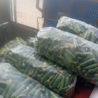 خیار سبز درجه یک