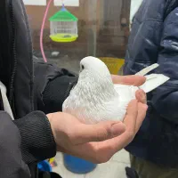 کبوتر سفید کله پفکی|پرنده|قائم‌شهر, |دیوار