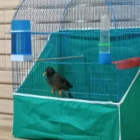 مرغ مینا|پرنده|بم, |دیوار