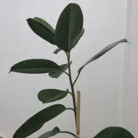 باغچه ۱۰۰۰ متری باغشهر مرحوم قاضی