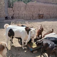 کره چپش ماده ونر کم سن و سال مال بز خودم|حیوانات مزرعه|میبد, |دیوار