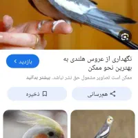 یک عدد عروس هلندی