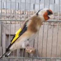 سره جوجه قفس