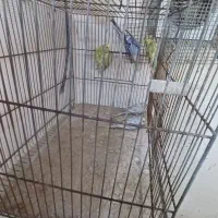 مرغ عشق پروانیی|پرنده|بندر ماهشهر, |دیوار