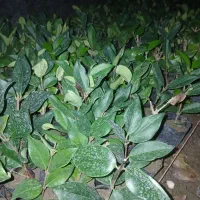 یاس هلندی|گل و گیاه طبیعی|کلاچای, |دیوار