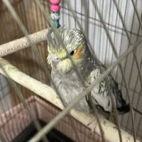 عروس هلندی ماده|پرنده|گرمسار, |دیوار