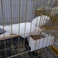 ی جفت عروس هلندی مولد ۳میلیون