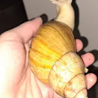 حلزون اچاتینا ۱۰۰هزار تومان
