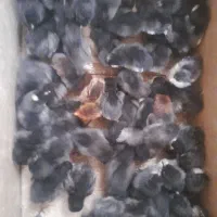 جوجه ۶روزه تمام سیاه