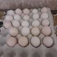 تخم مرغ نطفه دار گلین