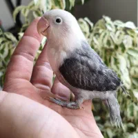 طوطی برزیلی رام و دستی