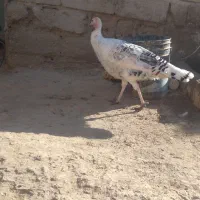 بقلمون ماده|حیوانات مزرعه|هیرمند, |دیوار