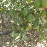 فروش لیمو شیرین|خوردنی و آشامیدنی|دوگنبدان, |دیوار