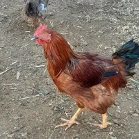 خروس ۵۰۰|حیوانات مزرعه|شیروان (خراسان), |دیوار