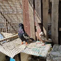سینه ای روزگاری