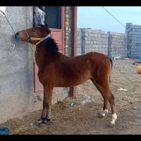 اسب نر|اسب و تجهیزات اسبسواری|ملایر, |دیوار