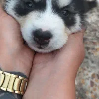 واگذاری هاسکی|سگ|تهران, شهرک شریفی|دیوار