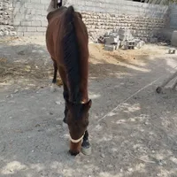 سلام  اسب برای اجاره دارم کافیه فقط زنگ بزنی