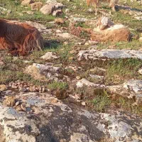 بز نژدی|حیوانات مزرعه|شهرکرد, |دیوار