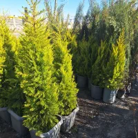 کامیس نوکدار لاوسون سرو ناز تو پر