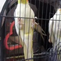 4عدد عروس هلندی|پرنده|خمینیشهر, |دیوار