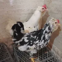 2 عدد مرغ گلین جوان