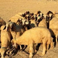 ۲۹راس کاور ماده از گله بااصالت وشناخت شده