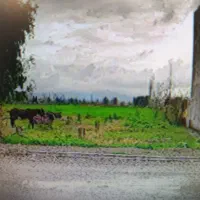 مشارکت در ساخت کفشگیری