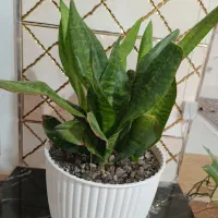 گل و گیاه|گل و گیاه طبیعی|آق قلا, |دیوار